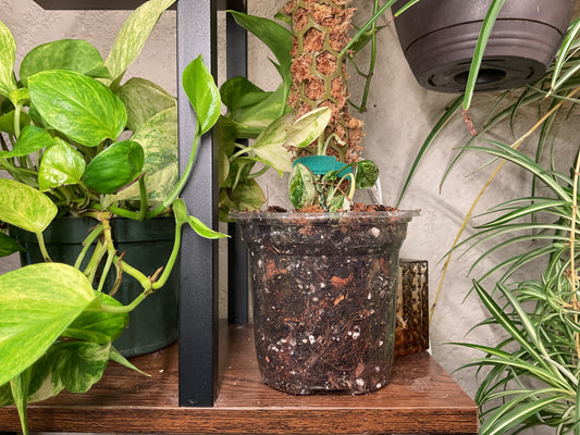 Epipremnum Hanoman sp. Bali