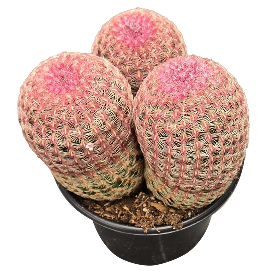 Cactus Rubispinus Multihd Rainbow Hedgehog 6 inch Grow Pot