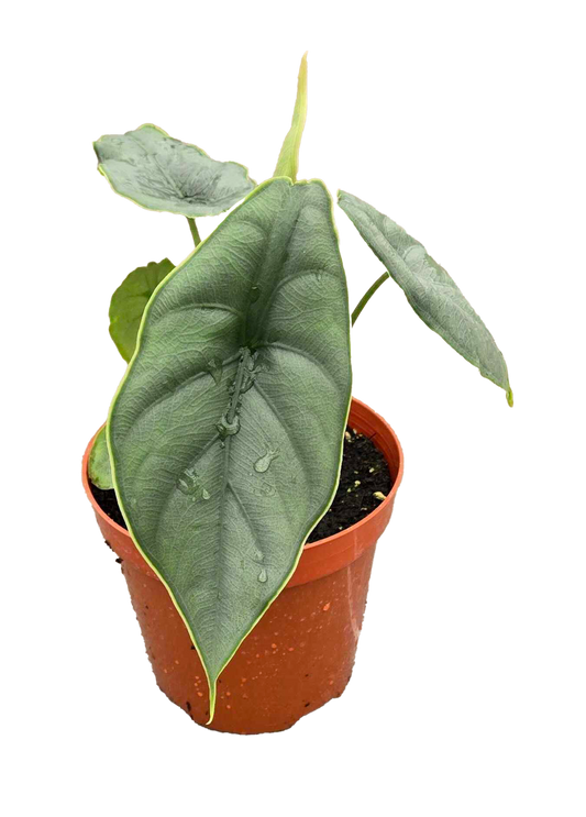 Alocasia Puncakborneensis 4 inch Grower Pot
