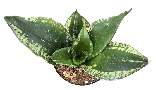 Sansevieria Whitney 4 inch Grower Pot