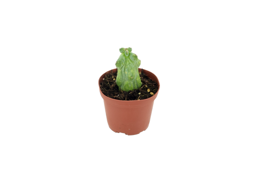 Cactus Mini Boobie 3 inch Grower Pot