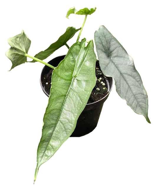 Alocasia Dragon Breath 4 inch Grower Pot