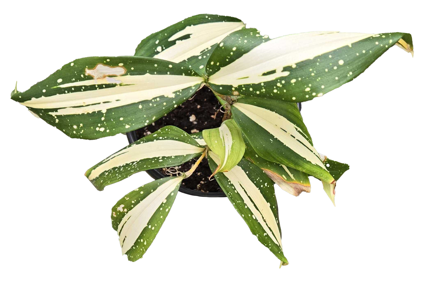 Dracaena Milky Way 4 inch Grower Pot