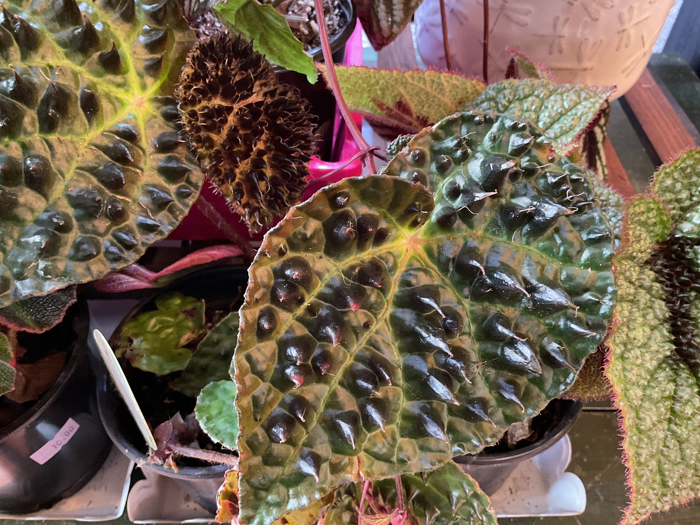 Begonia ferox