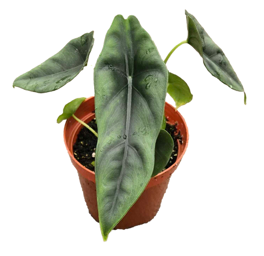 Alocasia Venusta 4 inch Grower Pot