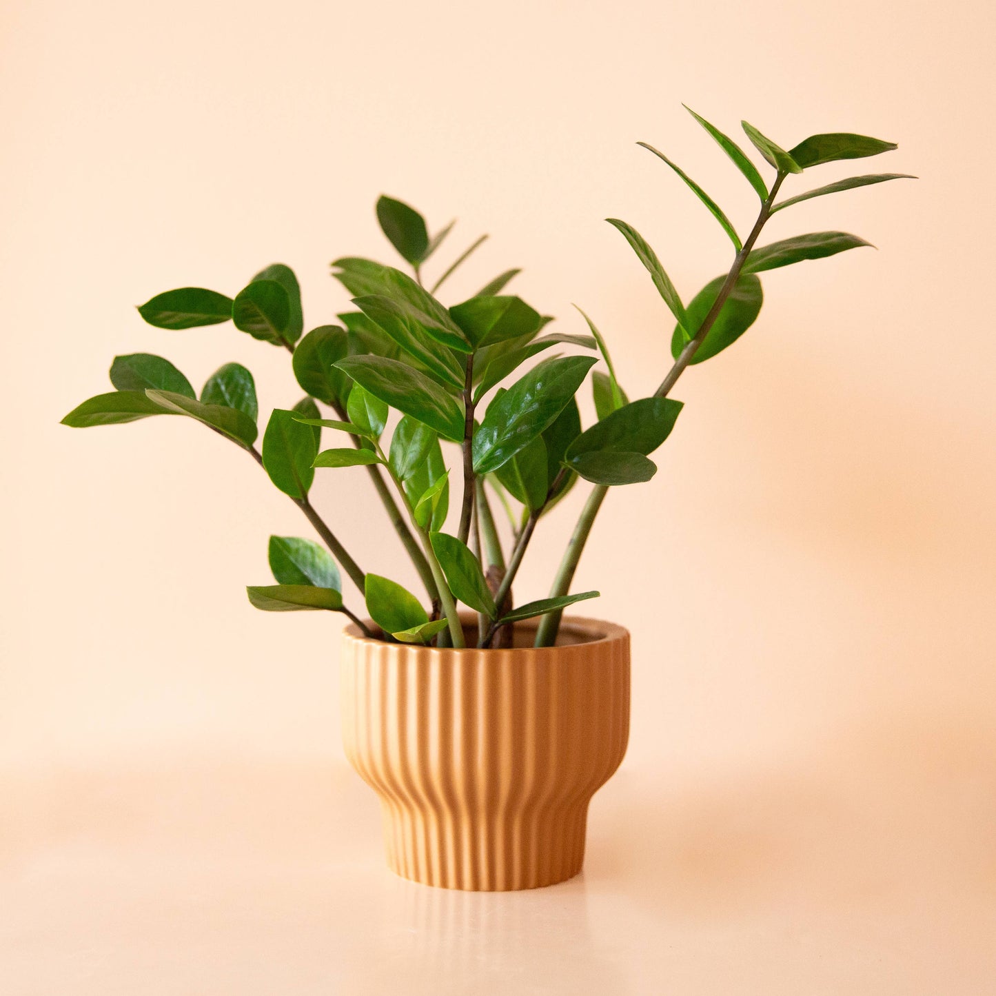 Presley Pedestal Planter | Ginger