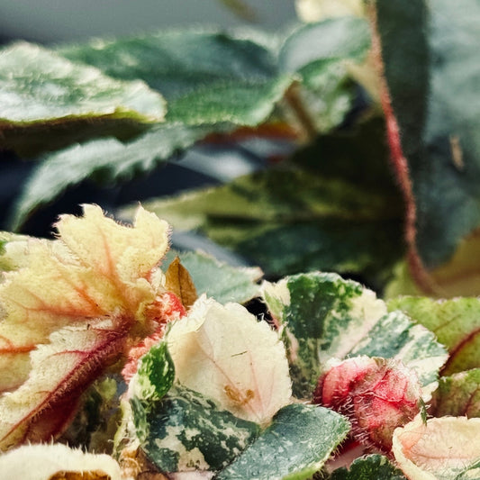 Begonia 'Ginny Galaxy'