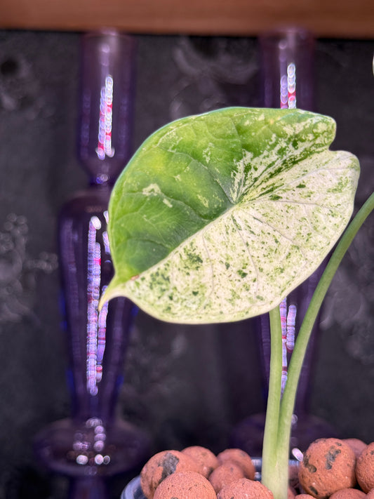 Alocasia 'Dragon Scale Mint'