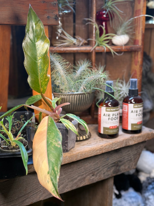 Philodendron 'Carmel Marbel'