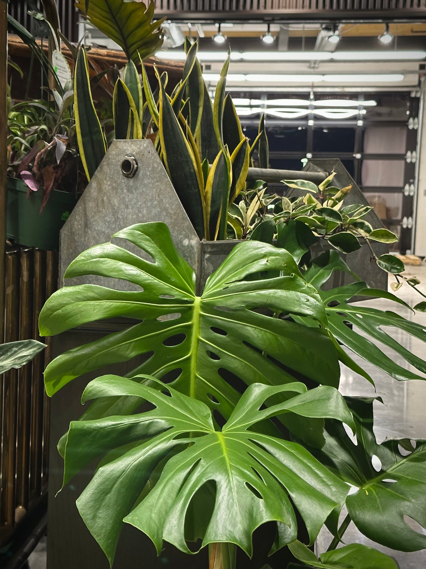 Monstera deliciosa