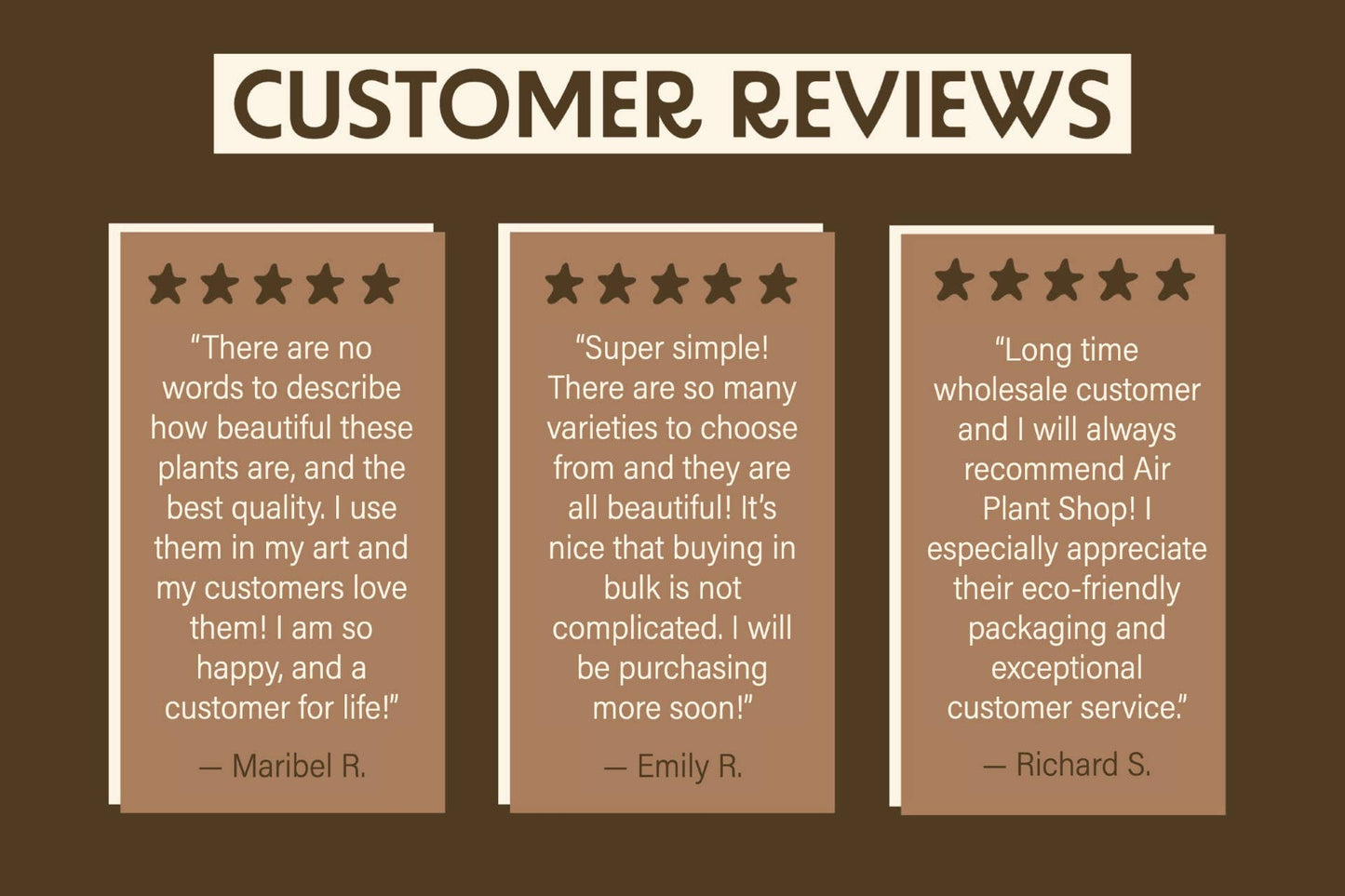 Extended Best Seller of 200+ Tillandsia Air Plant Bundle