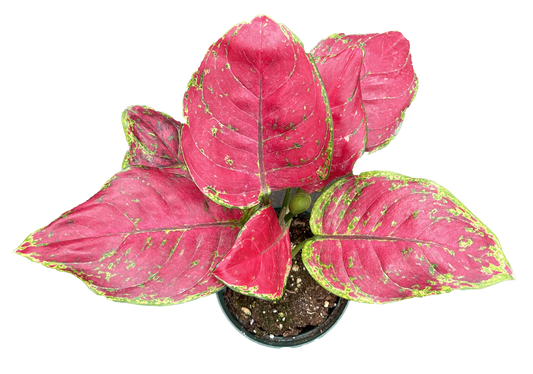 Aglaonema Super Red 4 inch Grower Pot