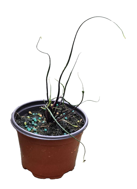 Alocasia Flying Squid 3.5 inch Grower Pot