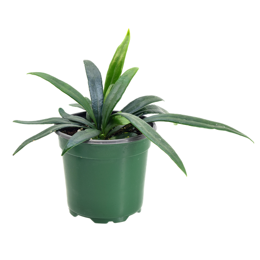 Fern Blue Oil 4 inch Grower Pot