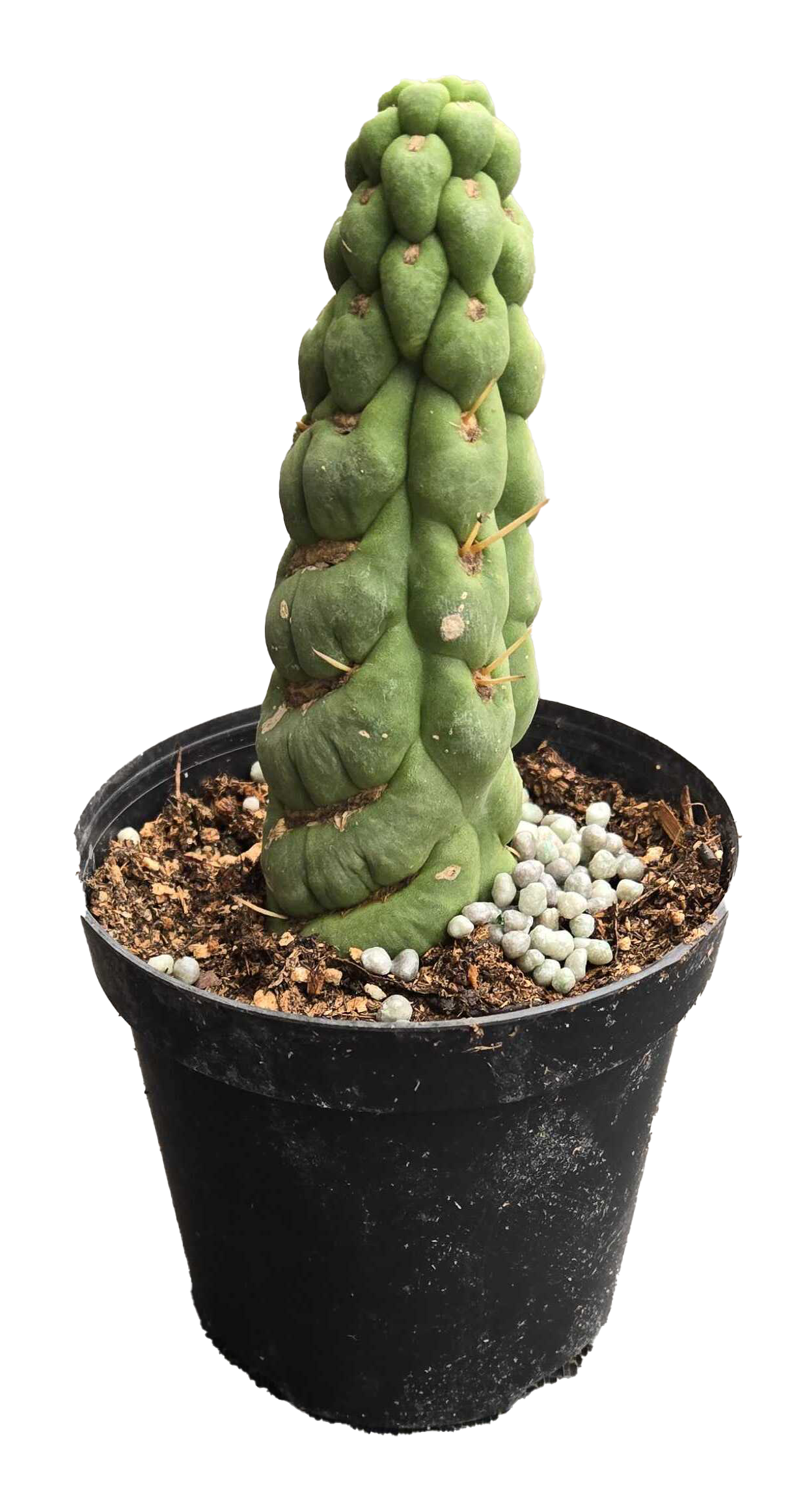 Cactus Unicorn 4 inch Grower Pot