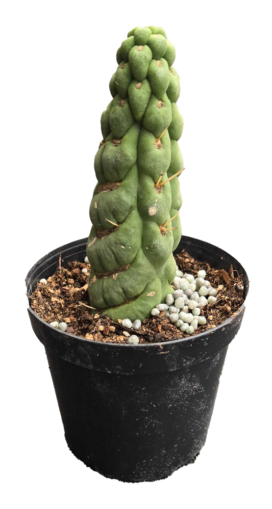Cactus Unicorn 4 inch Grower Pot