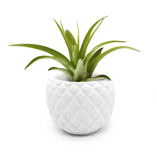 Pineapple Pottery Planter | 3" White Cement Succulent Pot