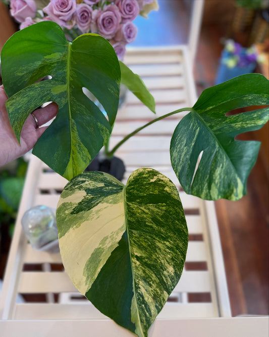 Monstera deliciosa 'Aurea'