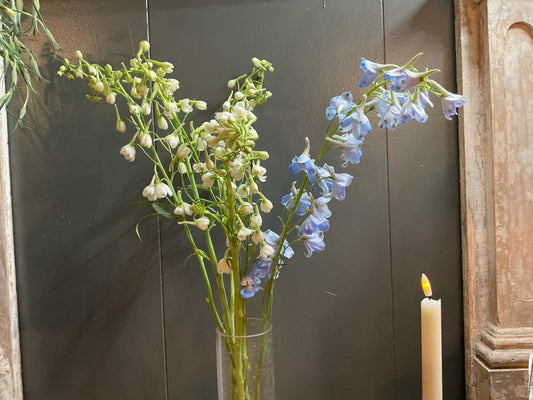 Delphinium