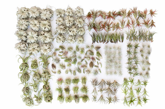 Extended Best Seller of 200+ Tillandsia Air Plant Bundle